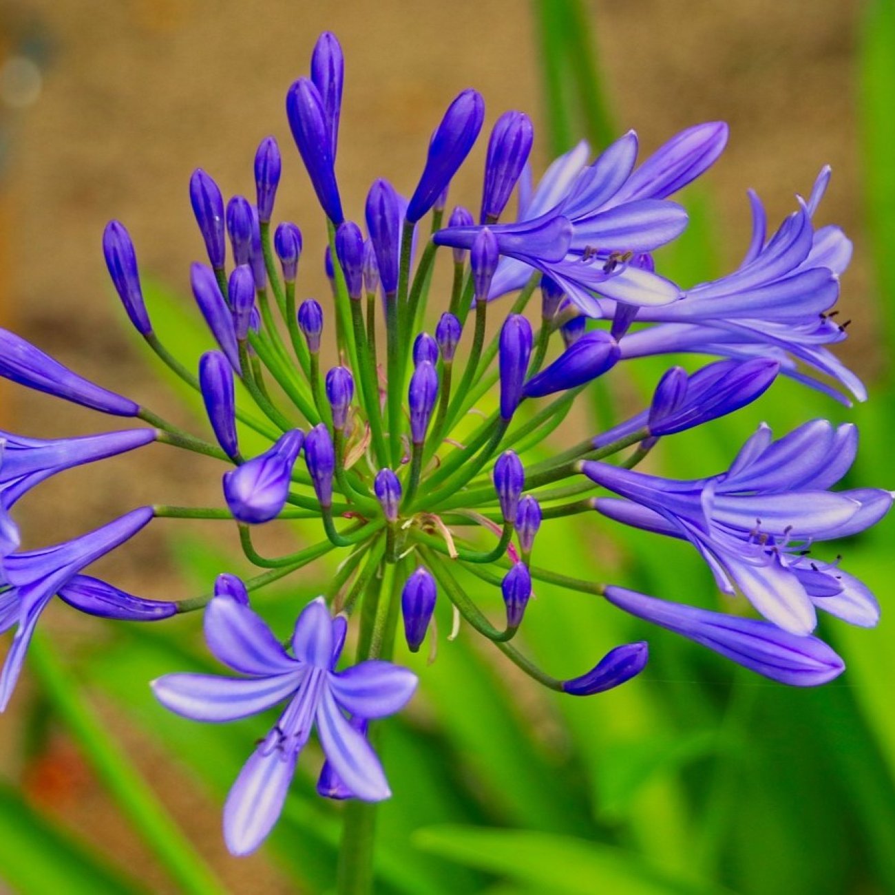 Obrázok Kalokvet modrý (Agapanthus umbellatus) ´AZUREUM´ - výška 30-50 cm, kont. C3L